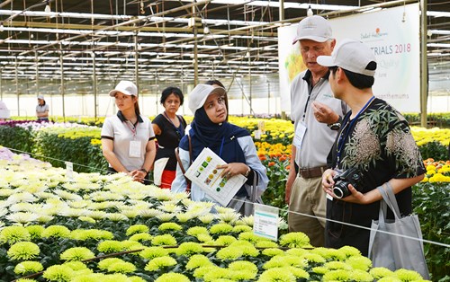 Hệ thống thủy canh: Áp dụng nghiên cứu khoa học cho nhân giống hoa Cúc